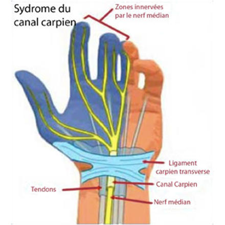 – Anatomie de la main, mouvement du pouce et du poignet